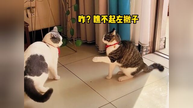 当社恐猫遇到了社牛猫 #死好