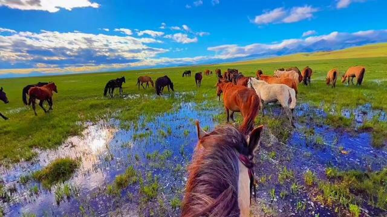 美丽的草原风光无限 #治愈系风景 #牧区风景