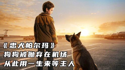 《忠犬帕尔玛》真实故事改编，狗被抛弃在机场，用一生来等主人