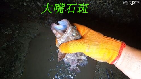 退潮后阿平赶海抓了青蟹和石斑鱼，之后还遇到了全身带刺的刺鲍鱼_高清1080P在线观看平台_腾讯视频