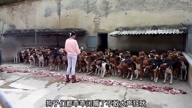 猎犬是如何训练成的?看完这段视频,我忍不住笑了