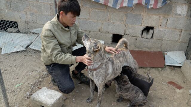 农村虎斑狗真抢手,刚出生10天全部被预定,肥嘟嘟的太可爱了