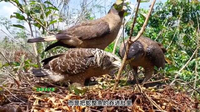 野生鸟类育雏:蛇雕和它们的独生子