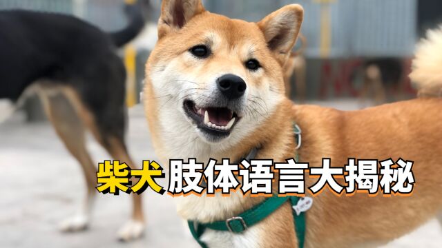 柴犬的7个肢体语言,背后这些“潜台词”你懂吗?