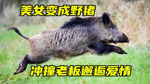 美女变成一只野猪袭击老板.《玛雅的秘密》1