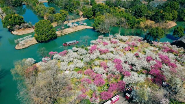 航拍杭州西溪湿地梅花盛开,游客穿行水道之上体验移舟观梅