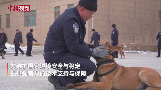 全国移民管理机构首批自繁警犬“上岗”