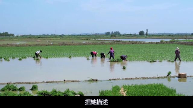 60岁老太在农田干活,竟遭到年轻小伙侵害,男子:生活太平淡想找点刺激