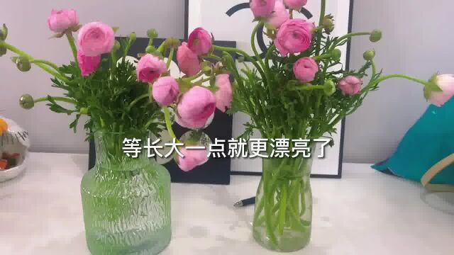 #洋牡丹 #网购鲜花 一杯奶茶钱就可以拥有一束洋牡丹的快乐!