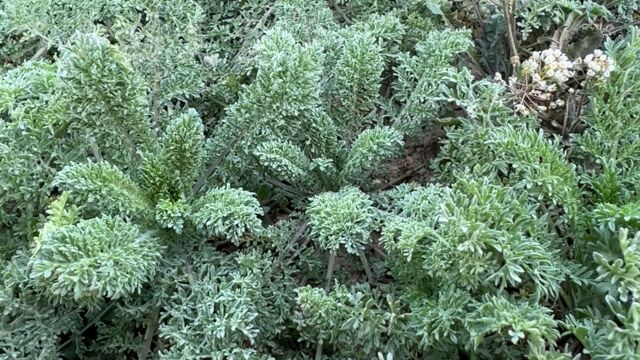 春天挖野菜,米米蒿新吃法,营养健康好处多多