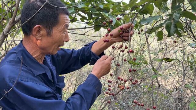 父子俩上山摘野山楂,结果误打误撞碰见野柿子,今天真是收获颇丰