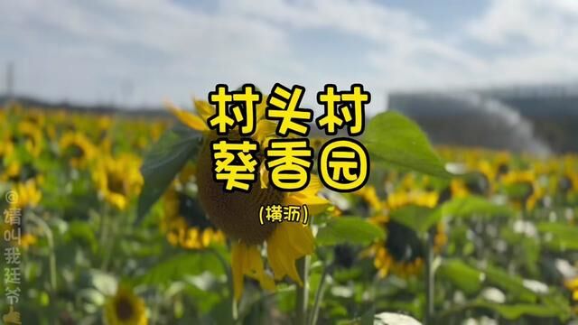 在东莞横沥一个叫村头村葵香园的地方 百亩葵花已盛开 随便一拍都是大片 赶紧约上你喜欢的人过来拍照打卡吧