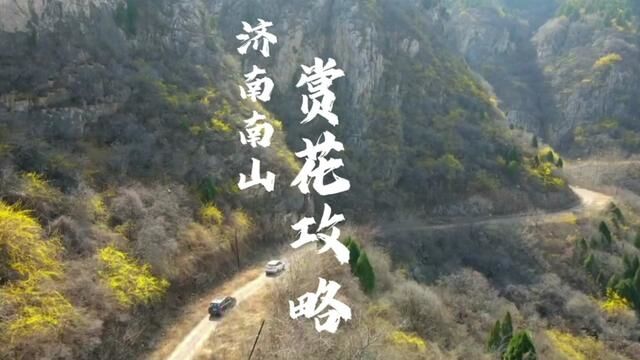 无门票济南南山赏花攻略,杏花&连翘,探摩崖石刻,打卡龙眼洞.#创作灵感#泉城自驾