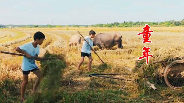 伴随着五种蝉鸣声和歌曲《童年》欣赏这些画面,好像又回到了夏天