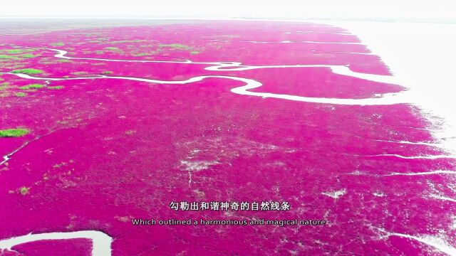 秘境辽河口 最有意境的滨海湿地