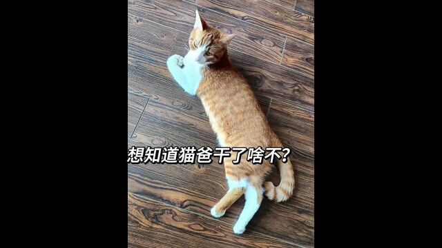 猫妈妈奶娃奶娃奶娃,猫爸爸睡觉睡觉睡觉,网友:像不像你家里的日常?