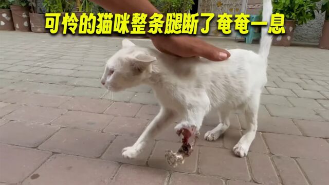 可怜的小猫咪整条腿断了奄奄一息没人管