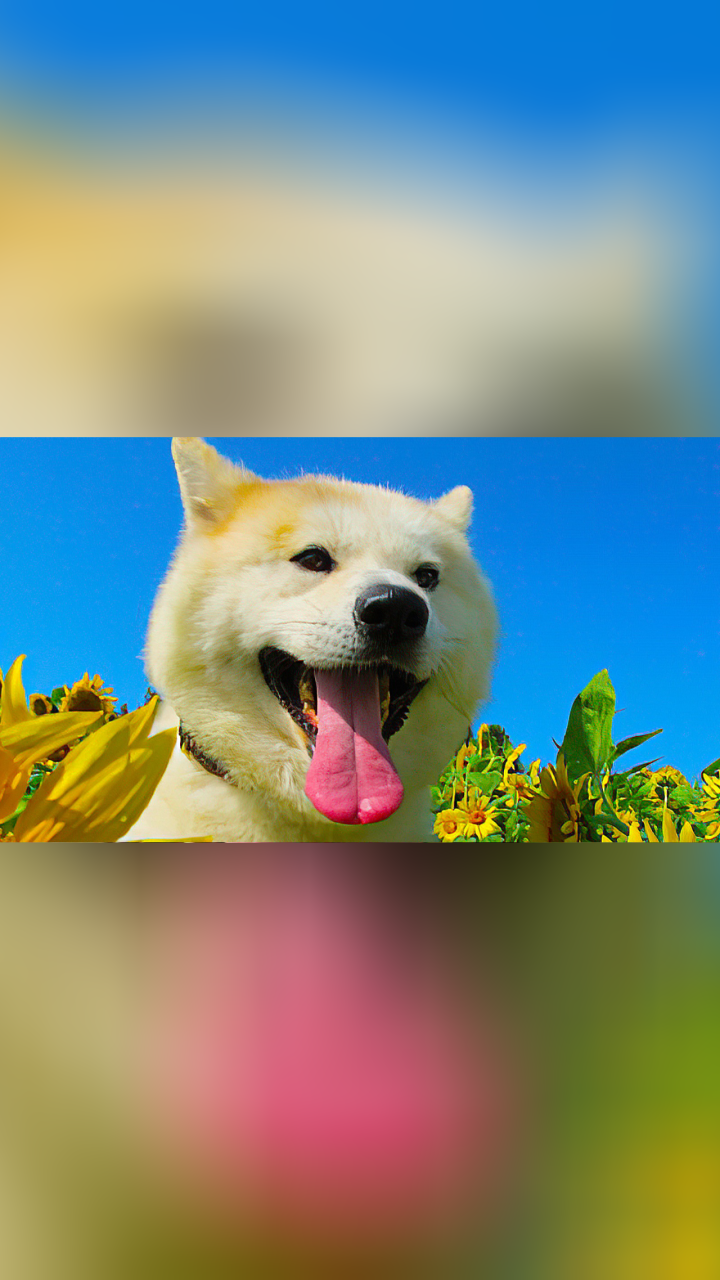 《星守之犬1》狗狗为守护去世主人,坚持每天为他寻找食物