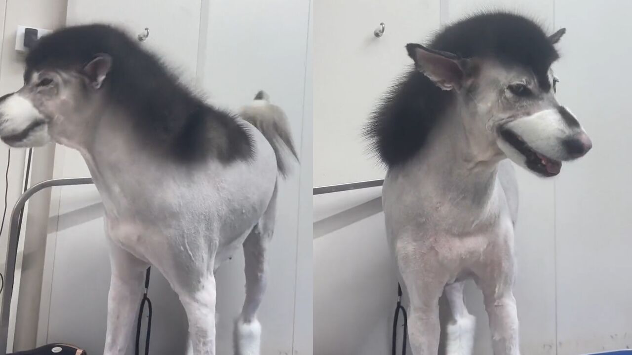 阿拉斯加被主人带去剃毛,剃的驴里驴气直叫唤:狗见了都得嘲笑