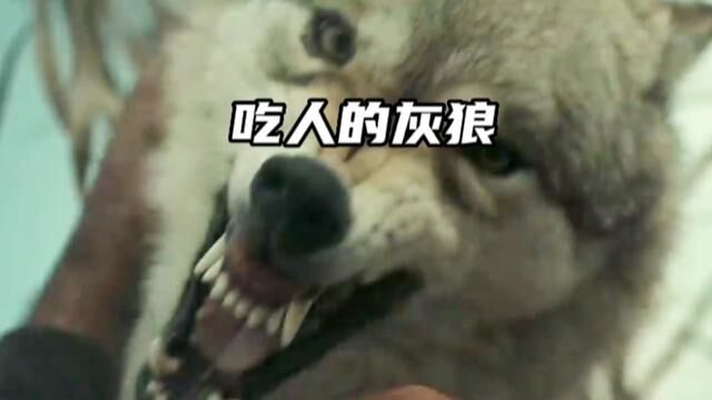 吃人的大灰狼#动物 #灰狼