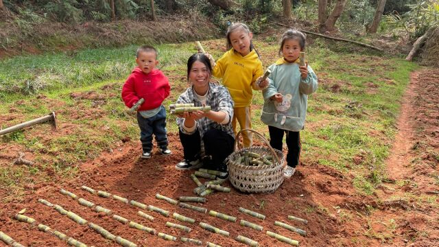 小秀地里育甘蔗苗,简单易学很方便,这样育苗对吗?