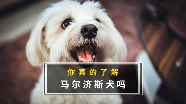 你对马尔济斯犬了解吗?1分钟让你彻底了解它!