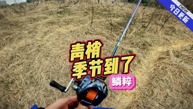 小卷尾钓#青梢 小连几竿!