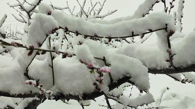 三月桃花雪,几人欢喜几人悲. #家乡雪景 #三月的雪 #桃花雪