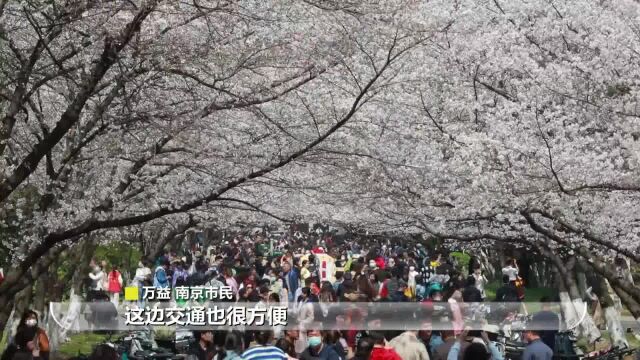 赏春景、沐春风!走进江苏校园 看春色美如画