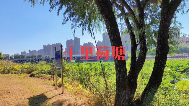 唐山市滦南县北河,秋日十里荷塘