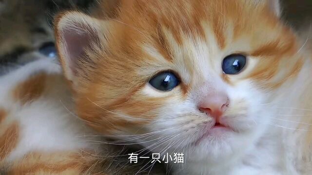 有一只小猫, 它小小的……