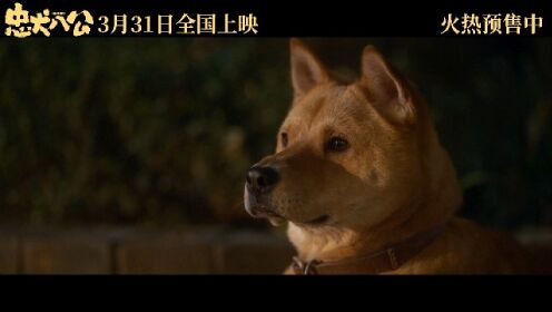 年度重磅情感炸弹!电影《忠犬八公》终极预告催泪发布_电影_高清完整版视频在线观看_腾讯视频
