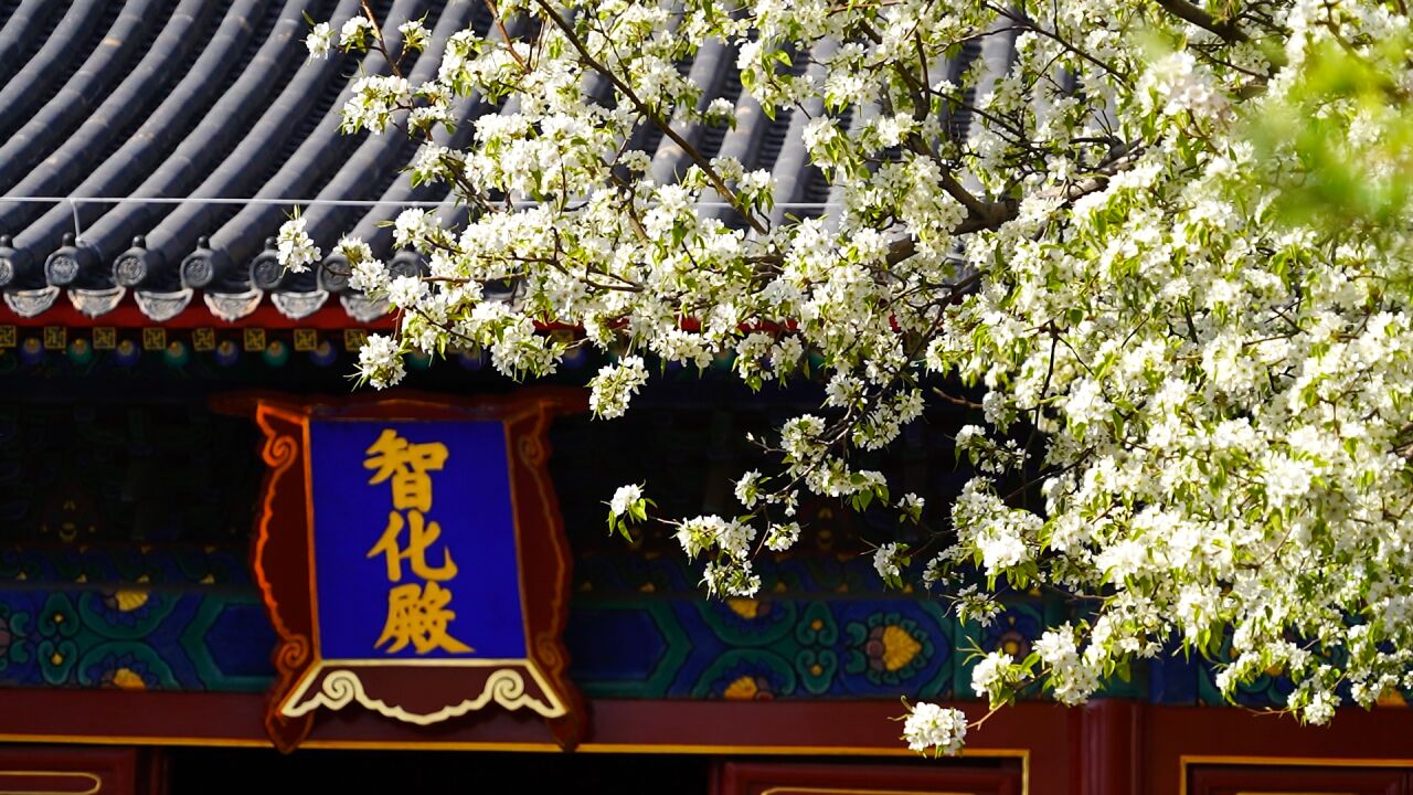 北京智化寺梨花盛开春韵十足:与古建筑交相辉映