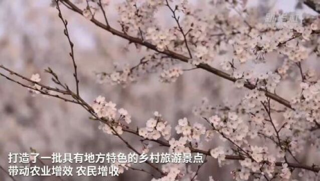 樱花绽放春意浓