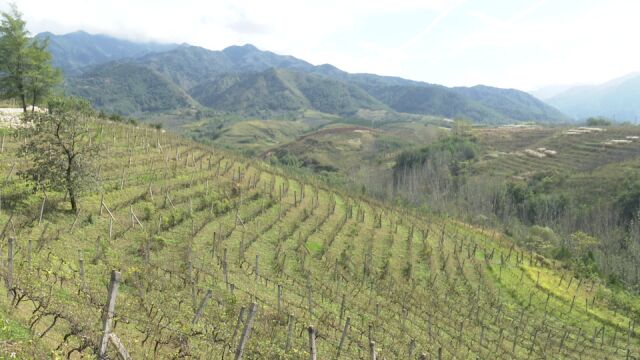 打造红酒酿造与旅游度假田园综合体 农文旅融合助力乡村振兴