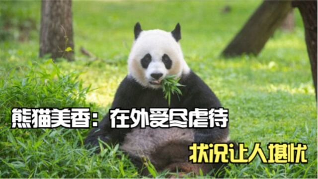 熊猫美香:在外受尽虐待,状况让人堪忧