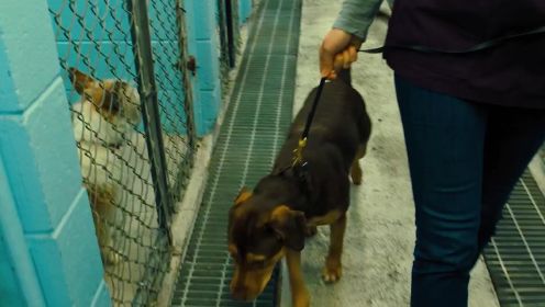 第一集《一条狗的回家路》这只狗狗为了找到主人，跨越了400公里，经历4年时间才回到主人身边 #一条狗的回家路 #治愈 #感人电影推荐