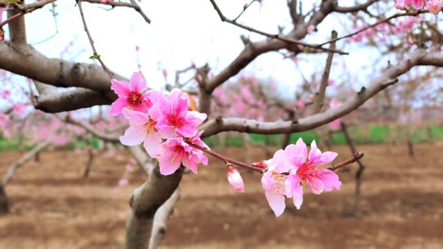 三月桃花雪