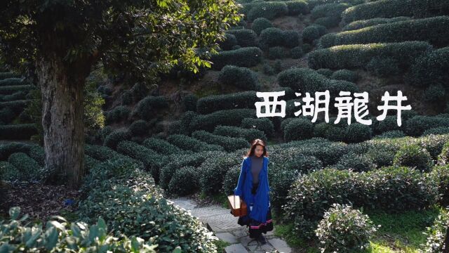 西湖龙井 春风十里柔情,留一段光阴,醉情于茶山.一路美景,一路茶香,茶是春天的仪式感.