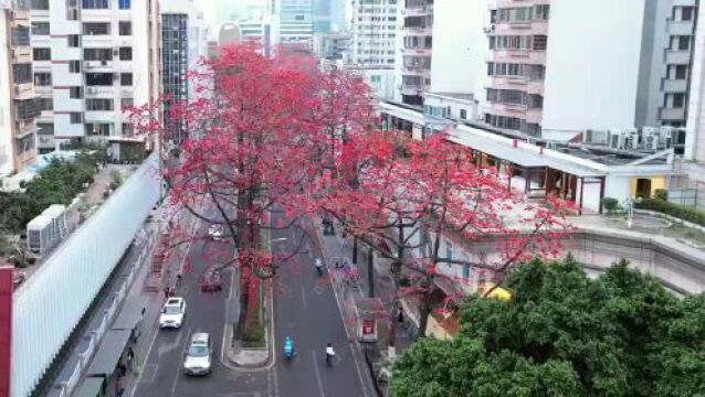 视频 | 木棉红了