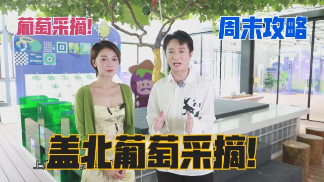 【周末攻略】来到绍兴上虞盖北镇!为你介绍盖北镇葡萄种植!体验采摘葡萄吃葡萄的快乐