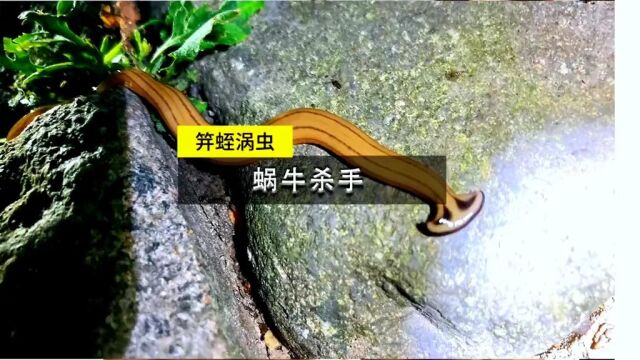 笄蛭涡虫号称蜗牛杀手,竟然和蟒蛇一样紧紧的缠杀它们