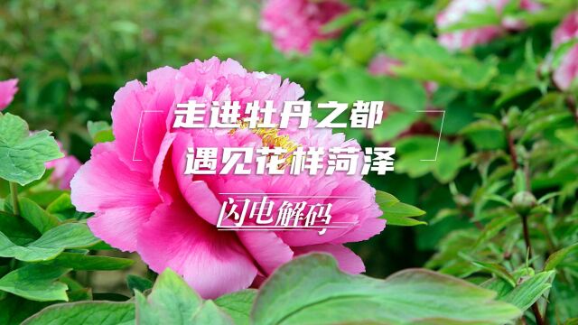 闪电解码丨走进牡丹之都 遇见花样菏泽