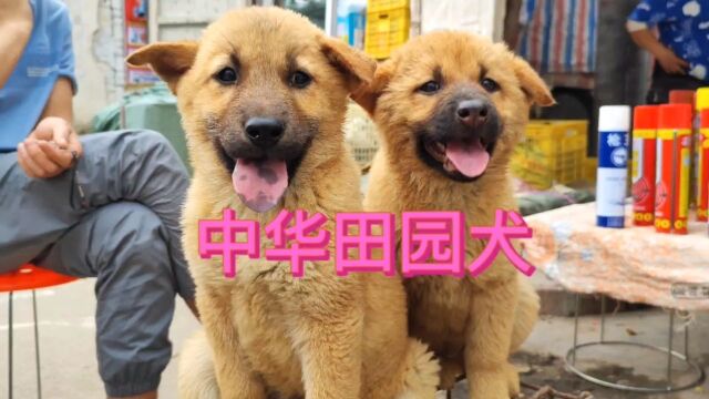 中华田园犬