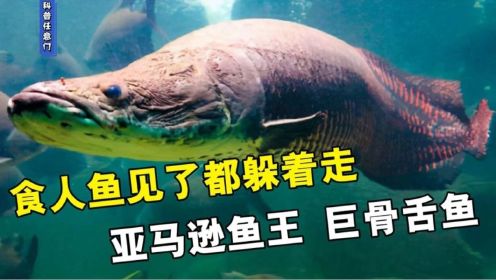 亚马逊鱼王巨骨舌鱼，体长六米重达二百公斤，凶猛到食人鱼躲着走