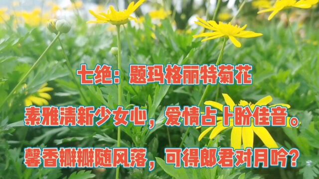 玛格丽特菊,又名木春菊、法兰西菊,也被称为少女花,受到许多女孩的喜爱.玛格丽特花象征着满足、喜悦和期待的爱情.