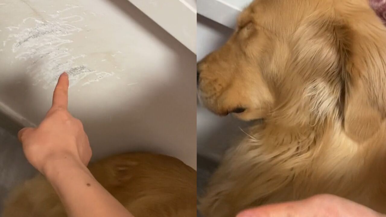 狗狗挠墙被主人抓现行,眼看要挨打直接原地躺下装睡:心眼子不少