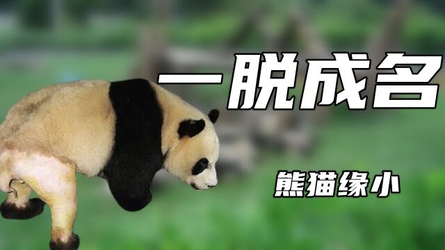 “一脱成名”缘小:因爱看热闹被误伤,凭光屁股、穿拖鞋爆火全网