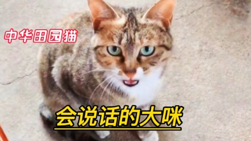 聪明的中华田园猫大咪，能与主人无障碍沟通，既贴心又极通人性