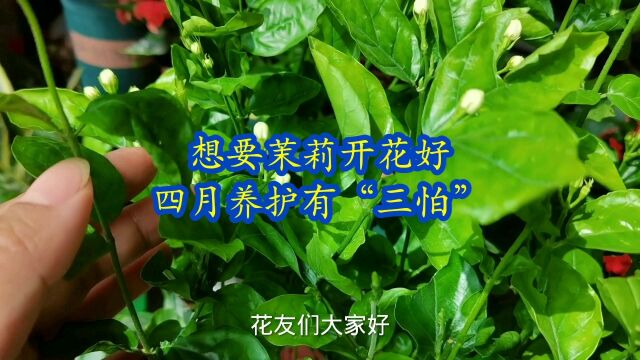 想要茉莉花开花好,四月养护有“三怕”